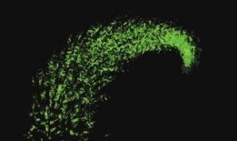 树叶最新爆料视频大全,揭秘娱乐圈幕后真相