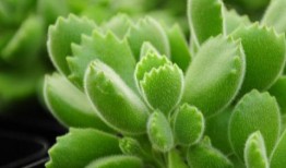 树叶最新爆料视频大全,揭秘娱乐圈幕后真相