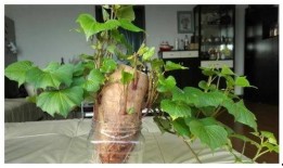 树叶最新爆料视频大全,揭秘娱乐圈幕后真相